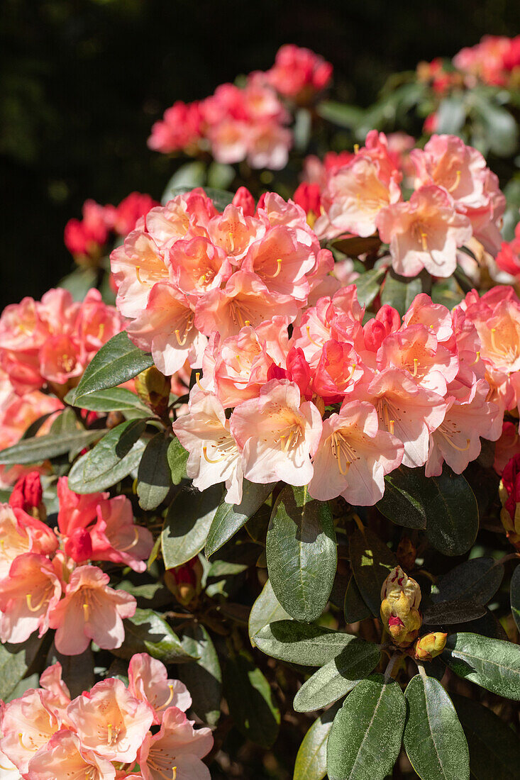 Rhododendron 'Aureolin'®