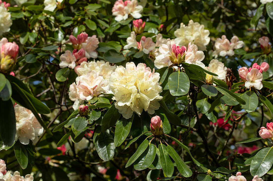 Rhododendron 'Ehrengold'