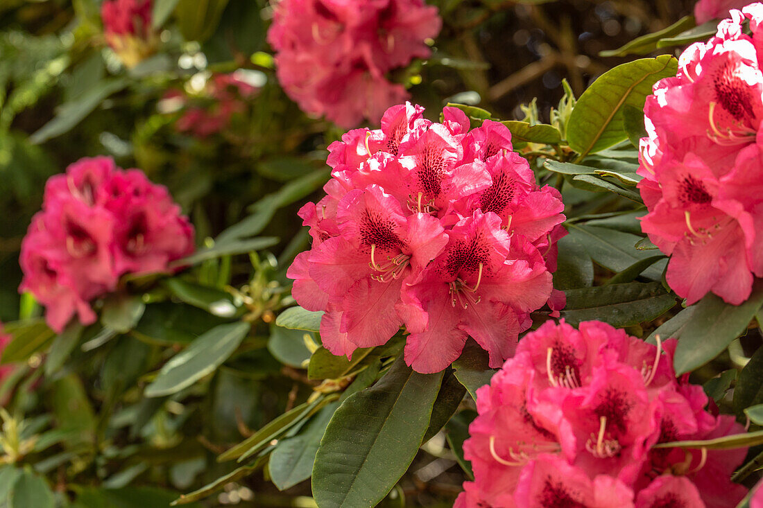 Rhododendron 'Boskoop'