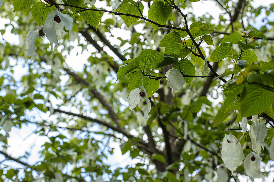 Davidia involucrata vilmoriniana