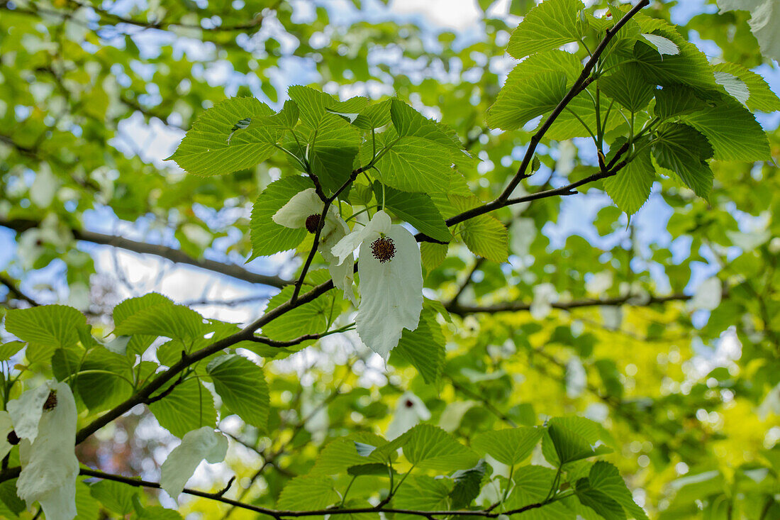 Davidia involucrata vilmoriniana