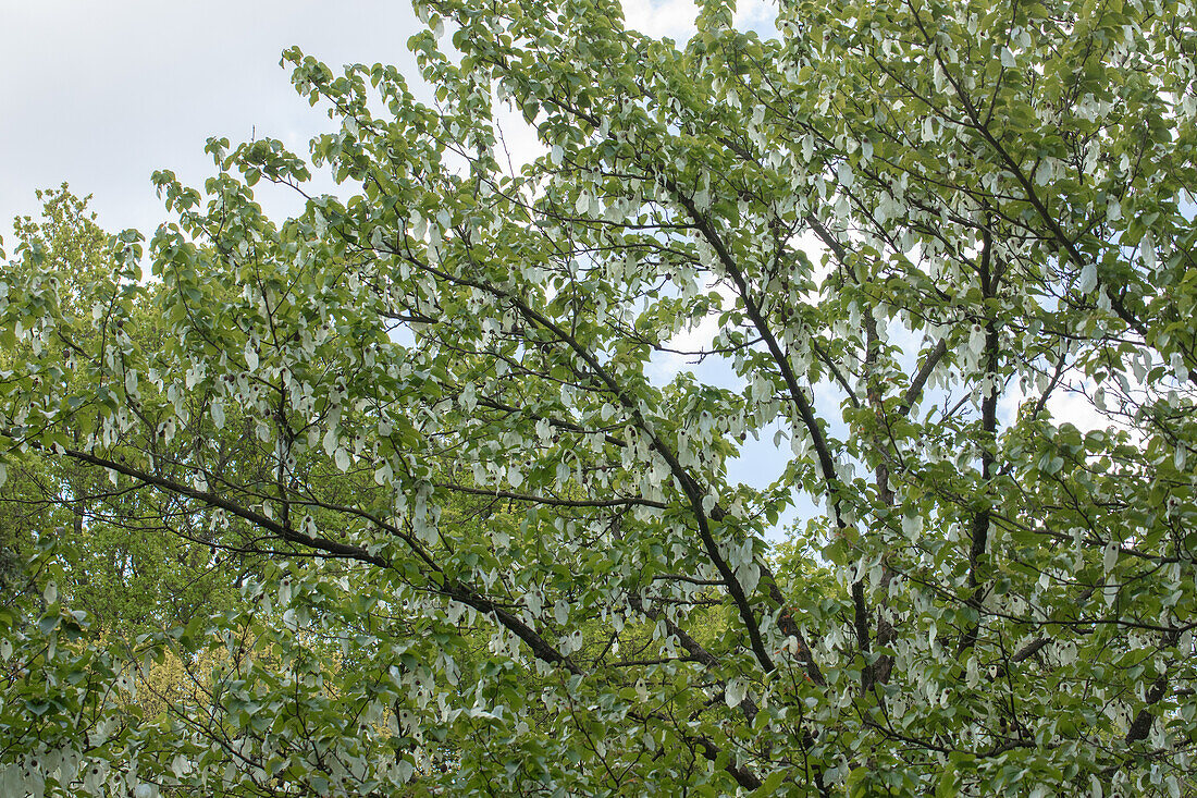 Davidia involucrata vilmoriniana