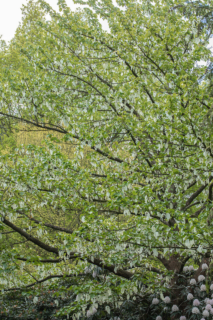 Davidia involucrata vilmoriniana