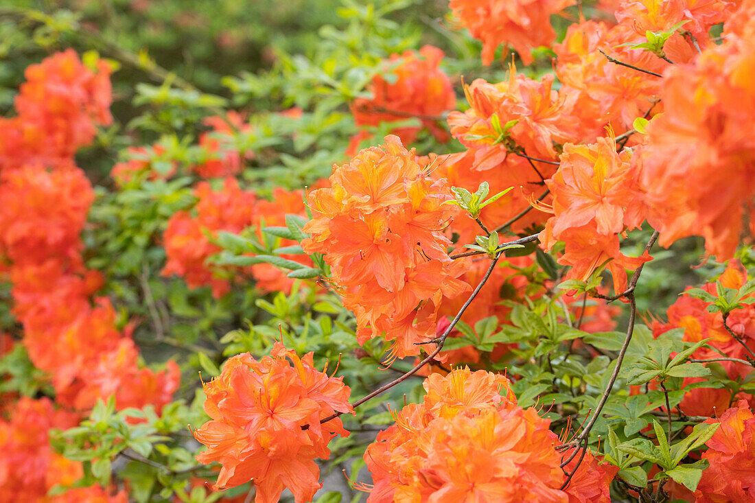 Rhododendron 'Max Planck'