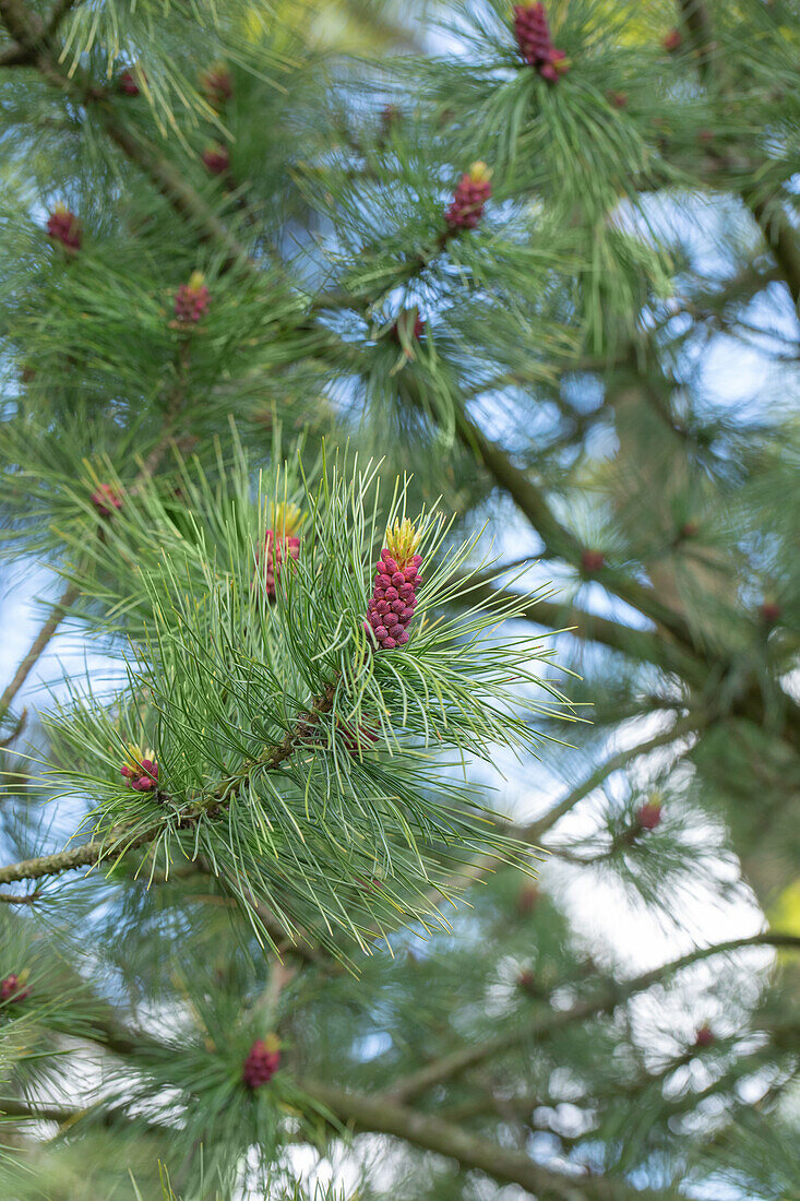 Pinus cembra var. sibirica