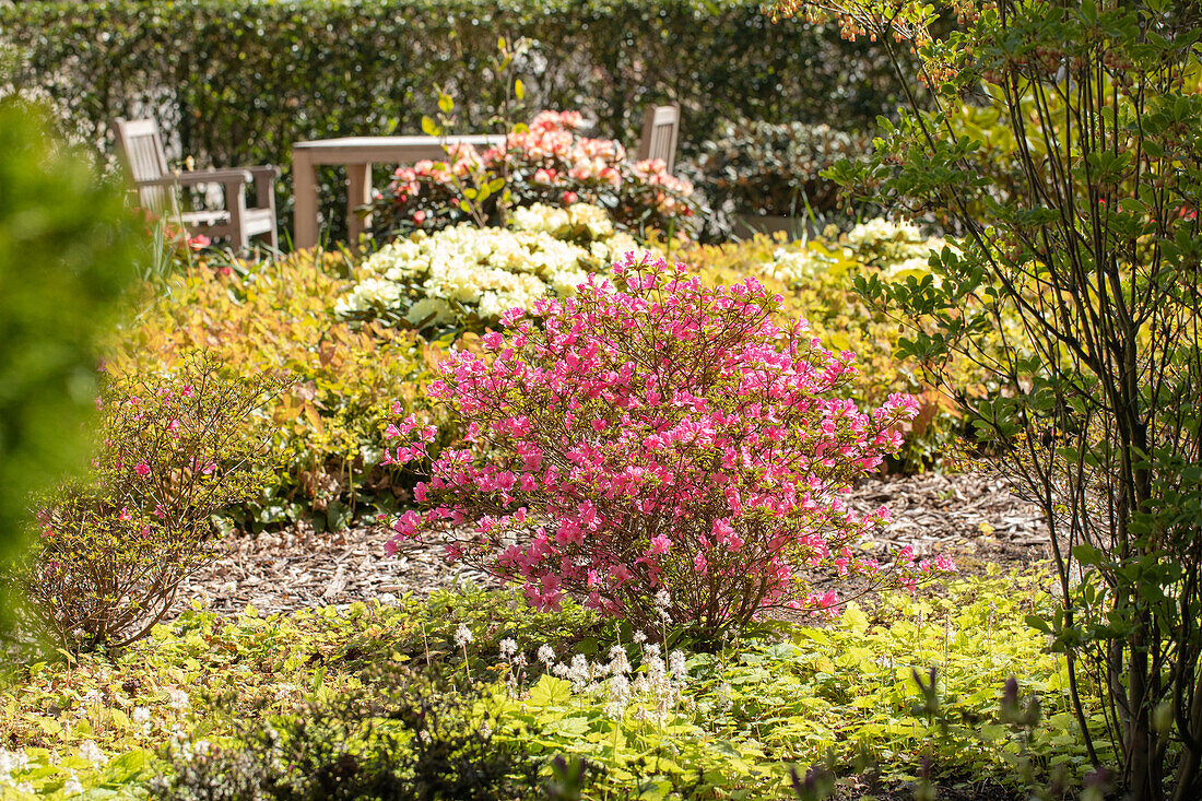 Rhododendron obtusum 'Madame Albert van Hecke'