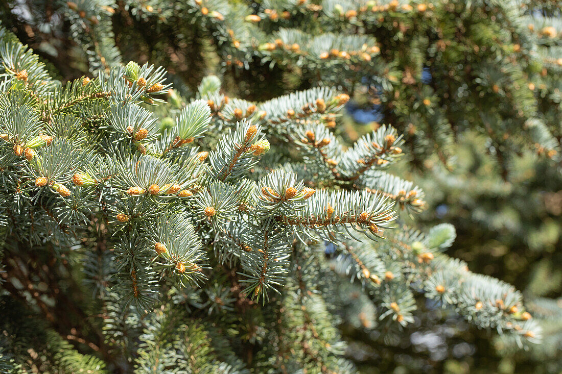 Picea pungens 'Moerheim'