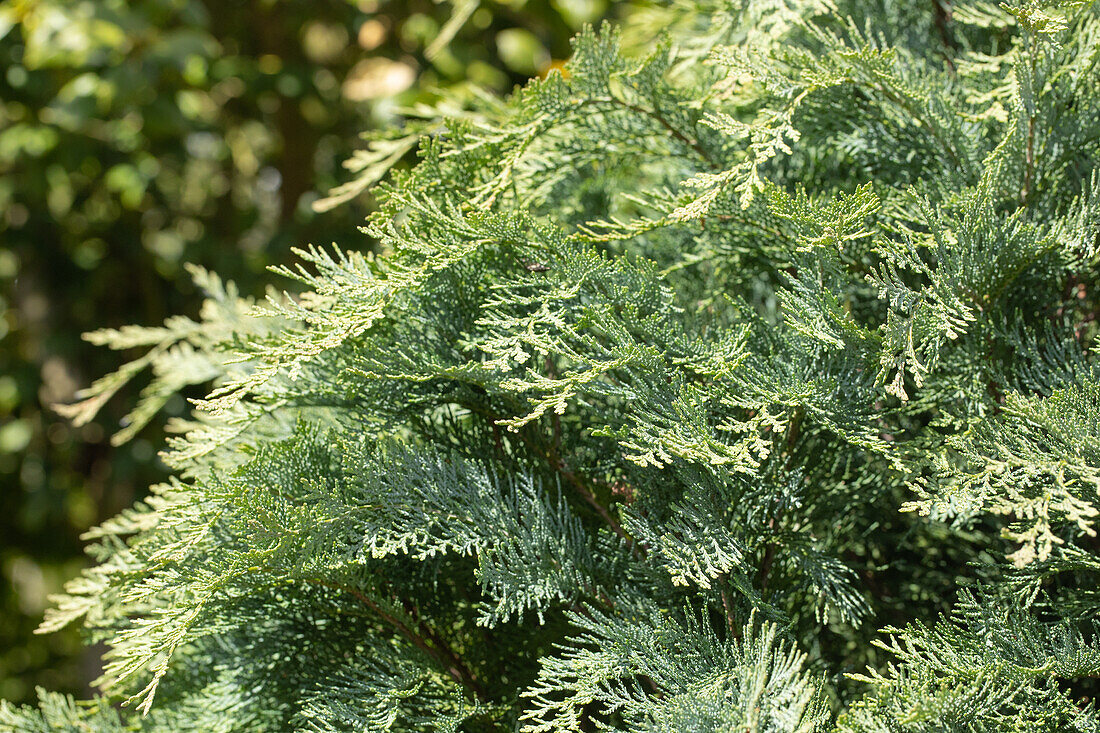 Chamaecyparis lawsoniana 'Pembury Blue'