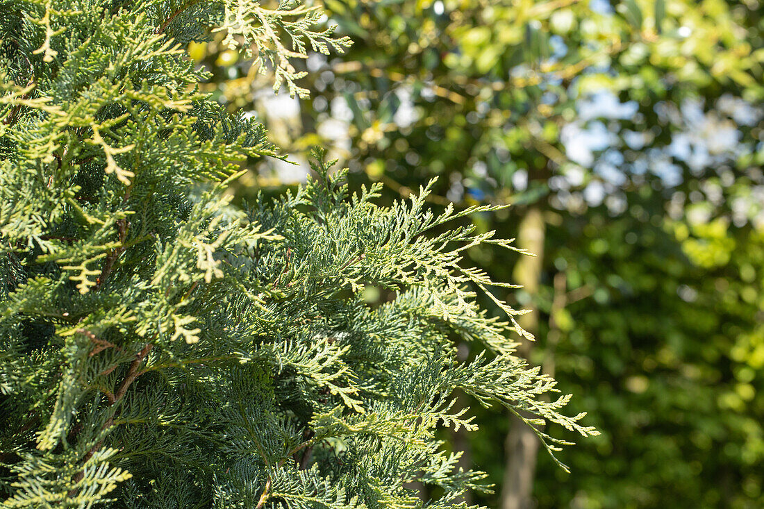 Chamaecyparis lawsoniana 'Silberstar'