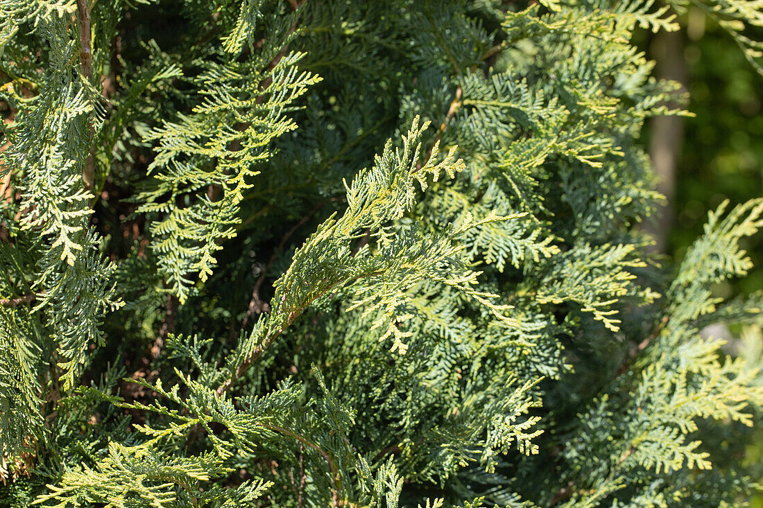 Chamaecyparis lawsoniana 'Silberstar'