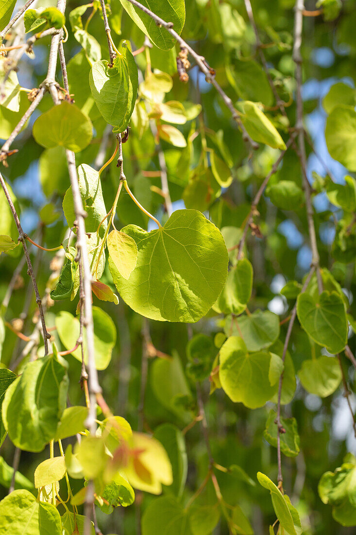 Cercidiphyllum japonicum 'Pendulum'