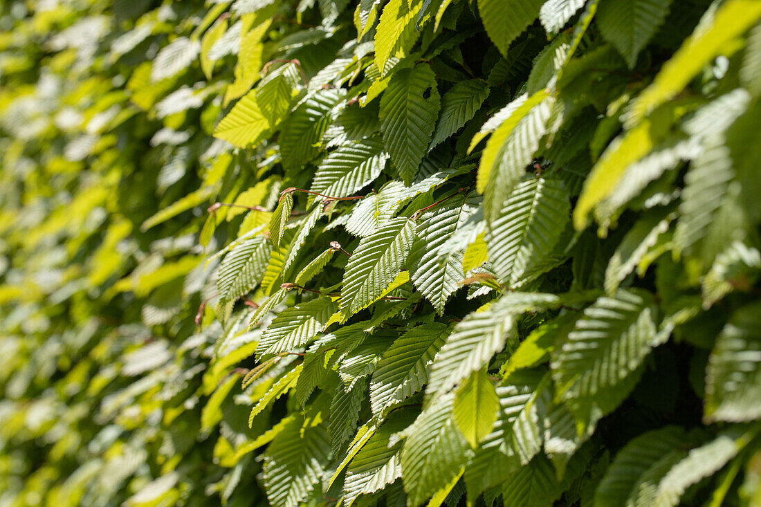 Carpinus betulus