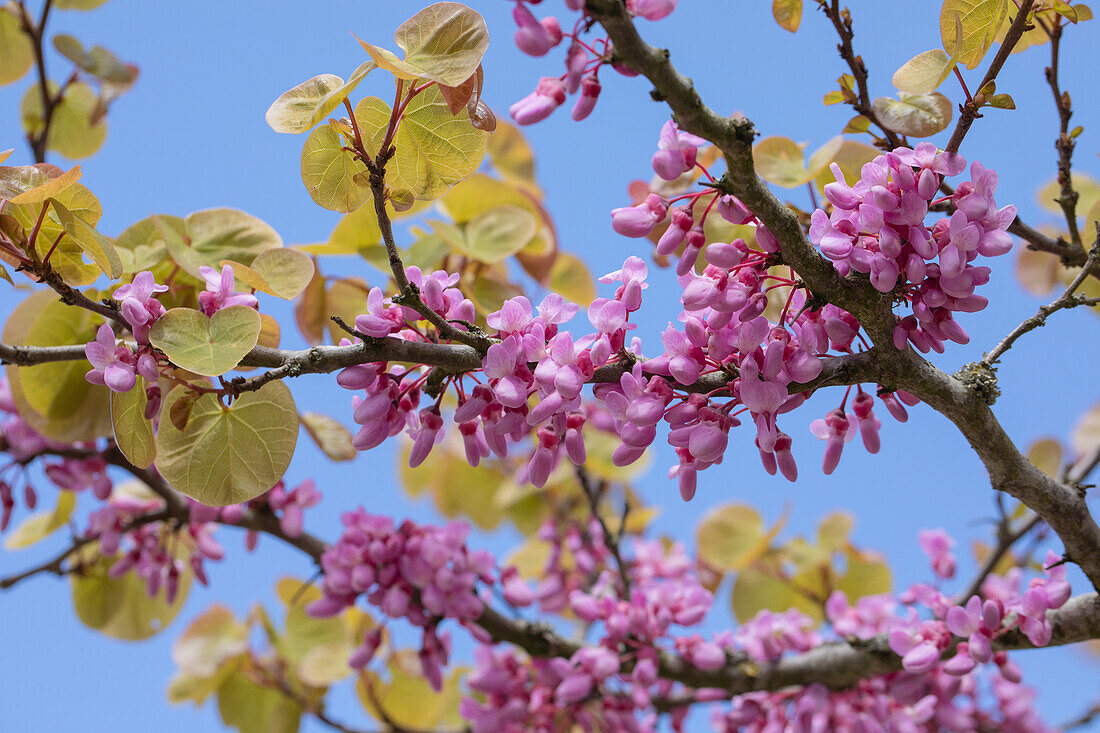 Cercis siliquastrum