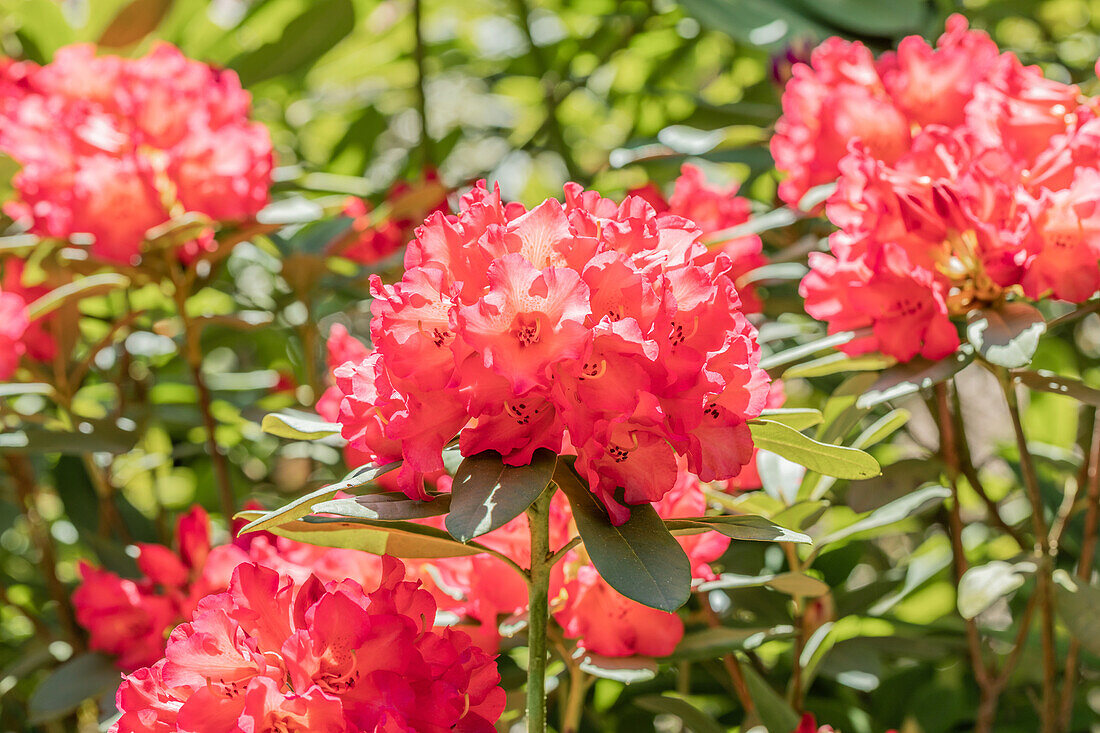 Rhododendron 'Abendsonne'