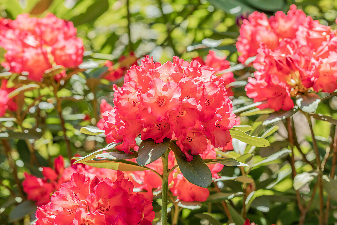 Rhododendron 'Evening Sun'