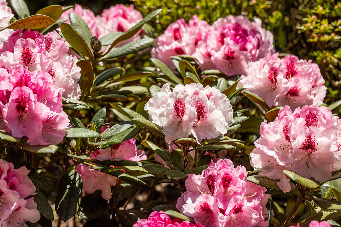 Rhododendron yakushimanum 'Nicoletta'®