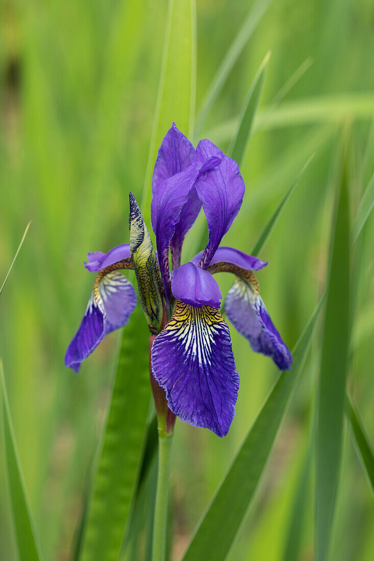 Iris sibirica 'Cambridge'