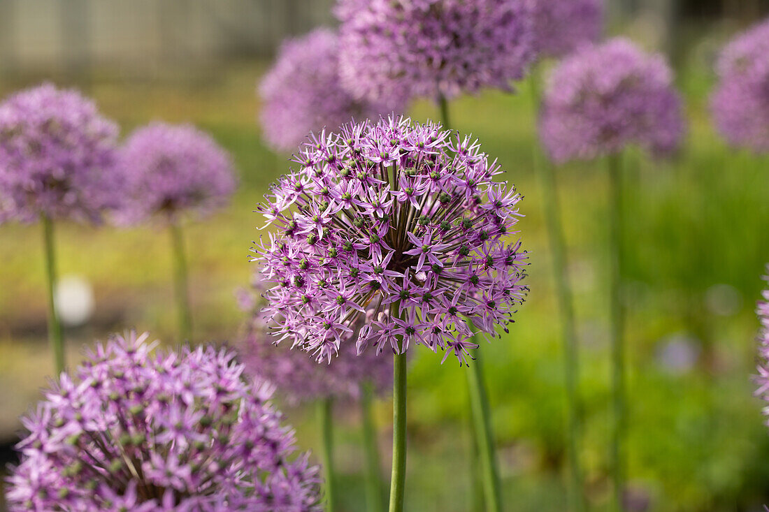 Allium aflatunense 'Gladiator'