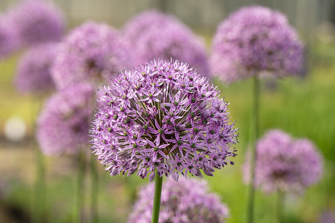 Allium aflatunense 'Gladiator'