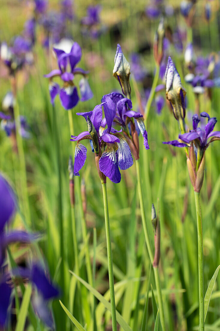 Iris sibirica, dark blue