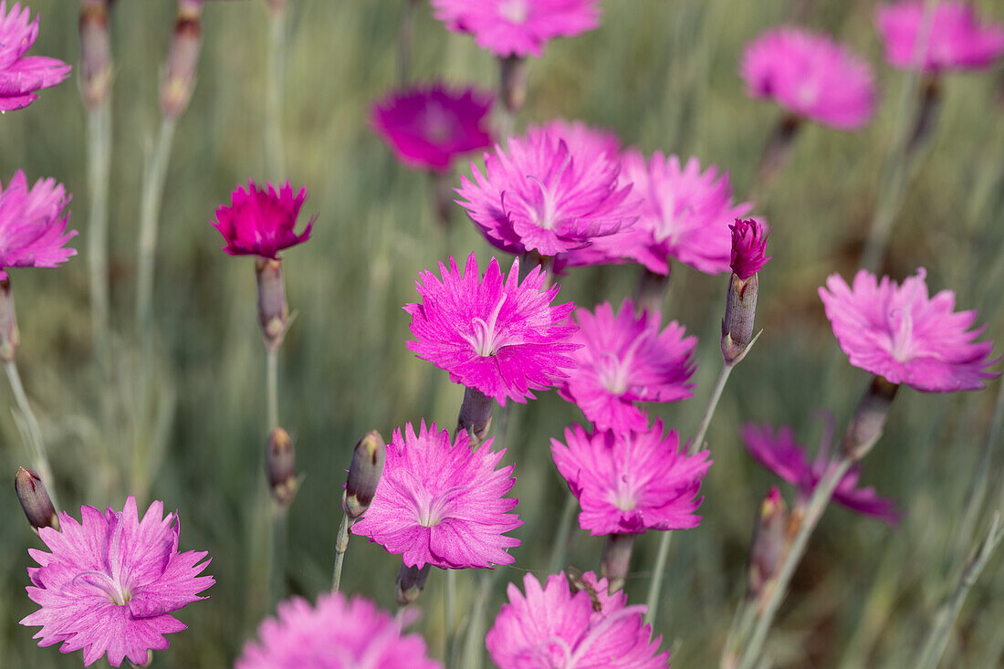 Dianthus gratianopolitanus 'Feuerhexe'