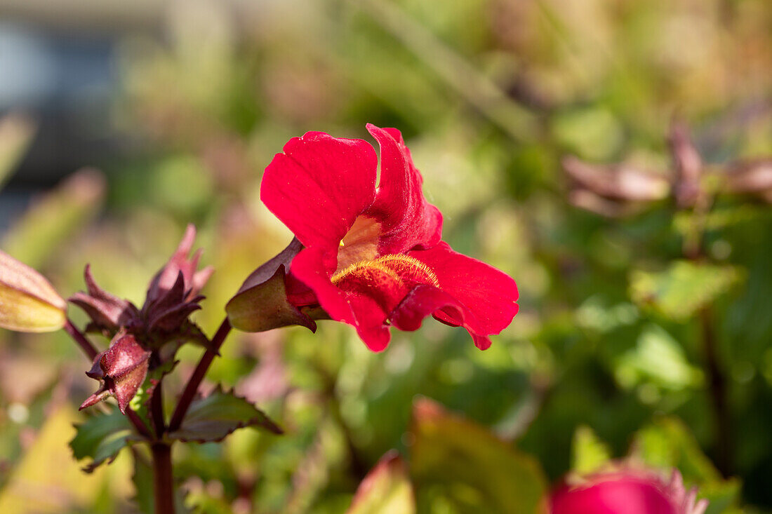 Mimulus cupreus 'Roter Kaiser'