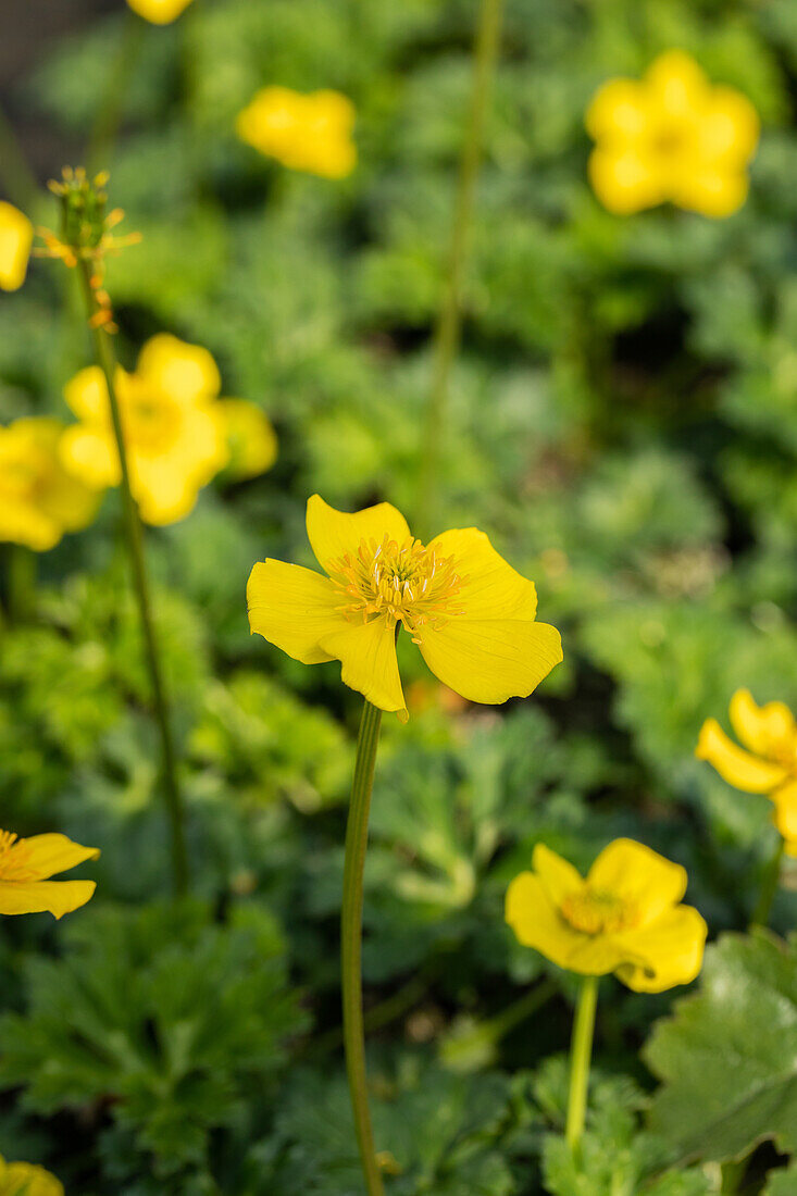 Trollius pumilus