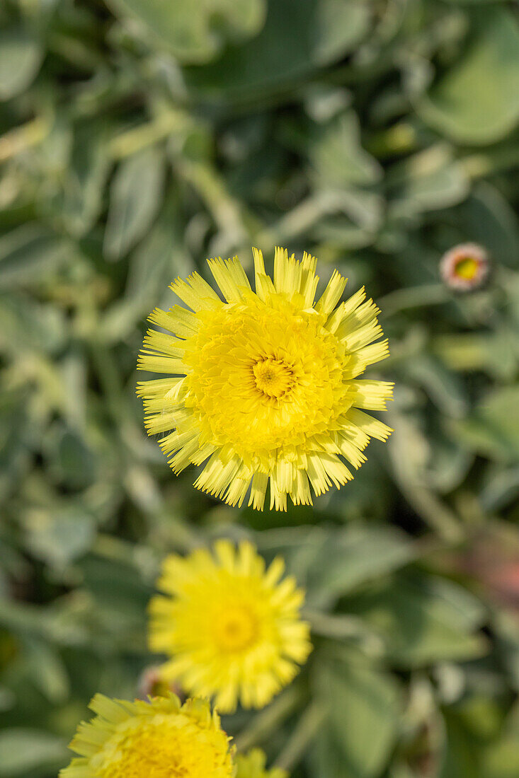 Hieracium pilosella 'Niveum'