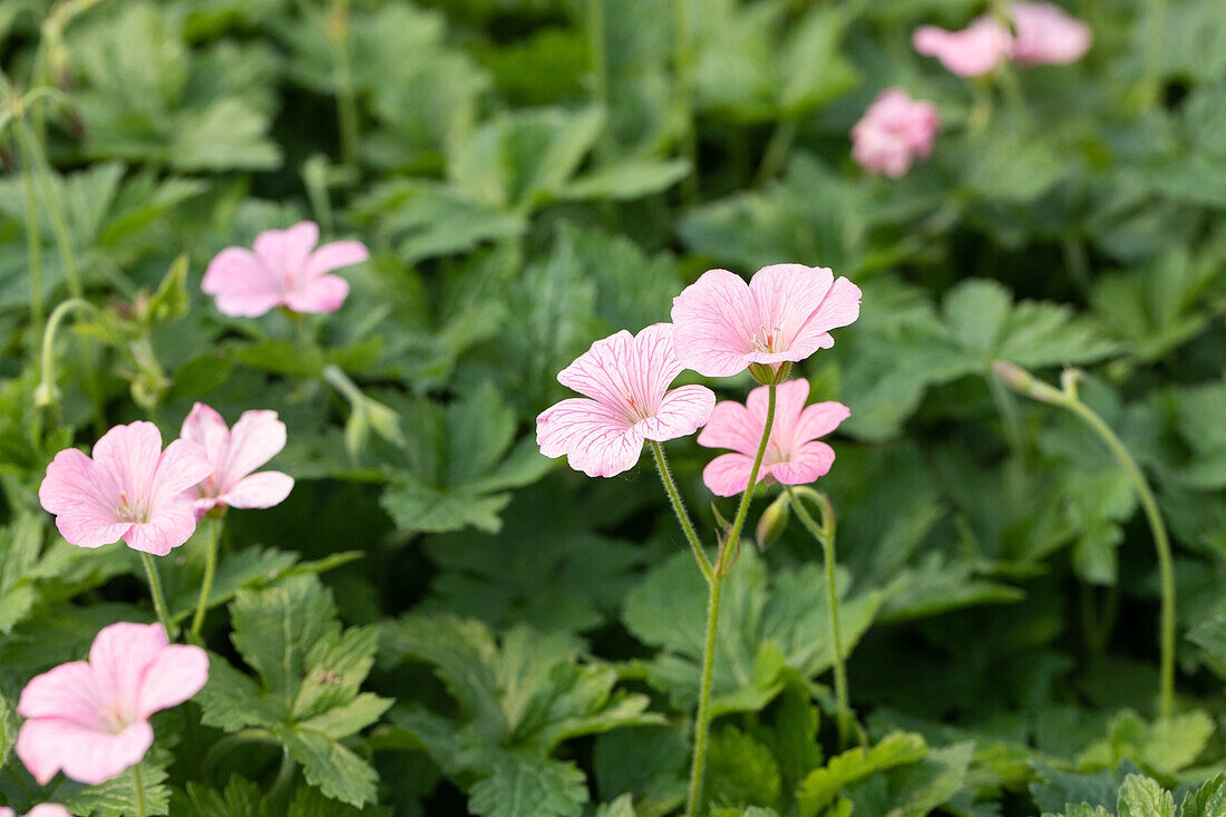 Geranium x oxonianum 'Wargrave Pink'