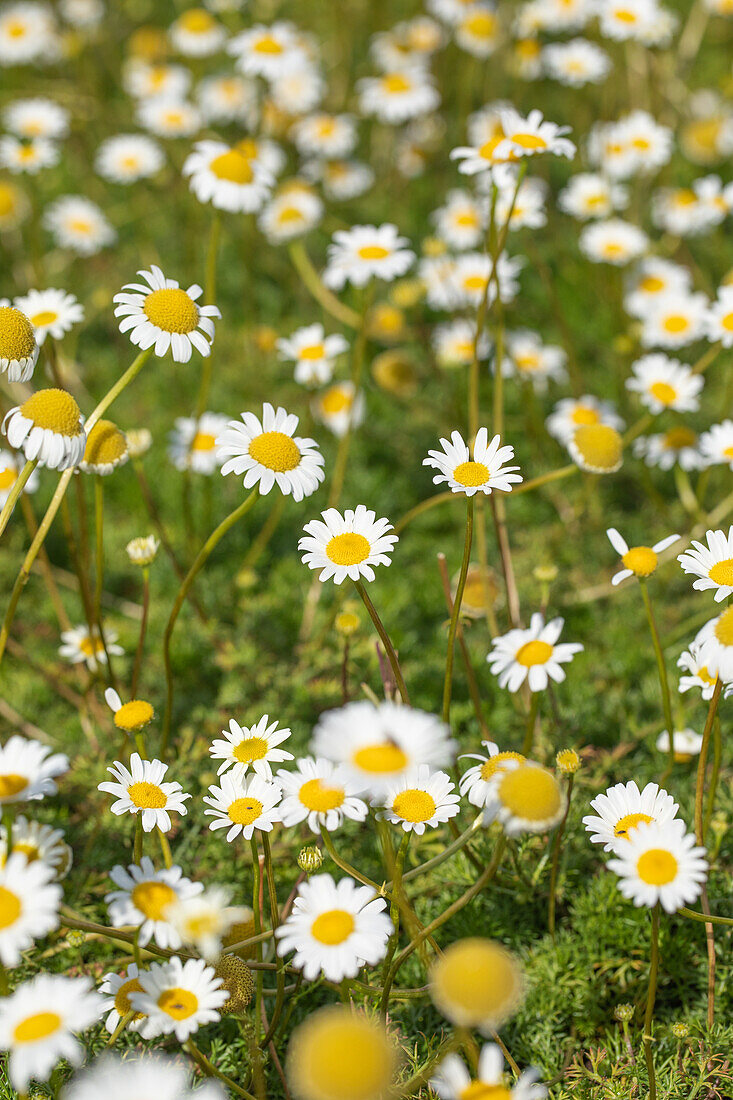 Matricaria caucasica