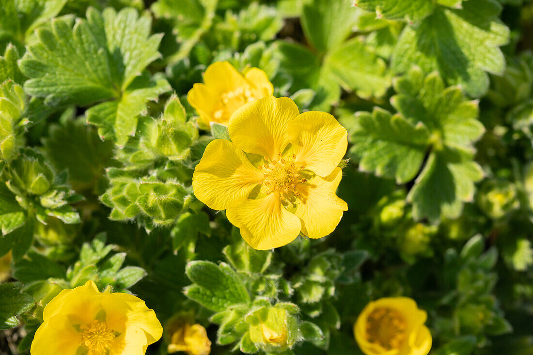 Potentilla megalantha