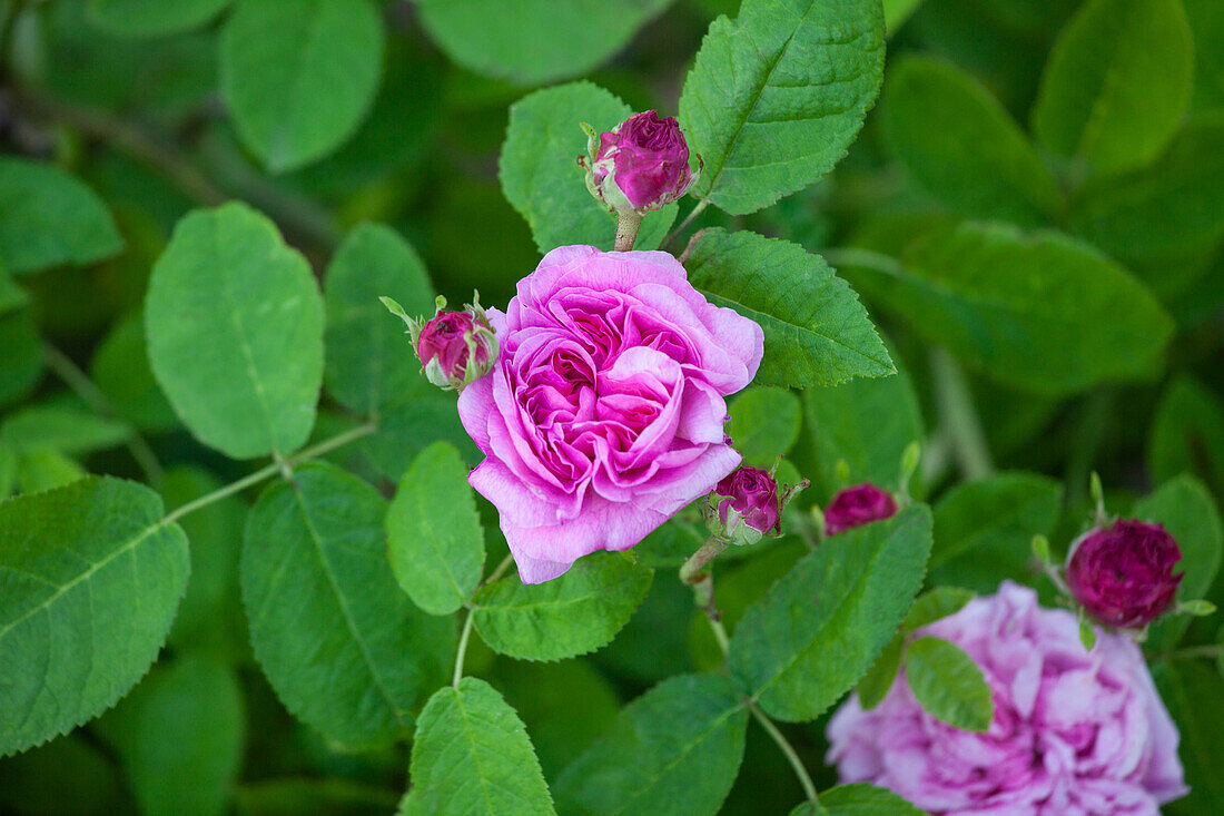 Rosa x damascena 'Delambre'