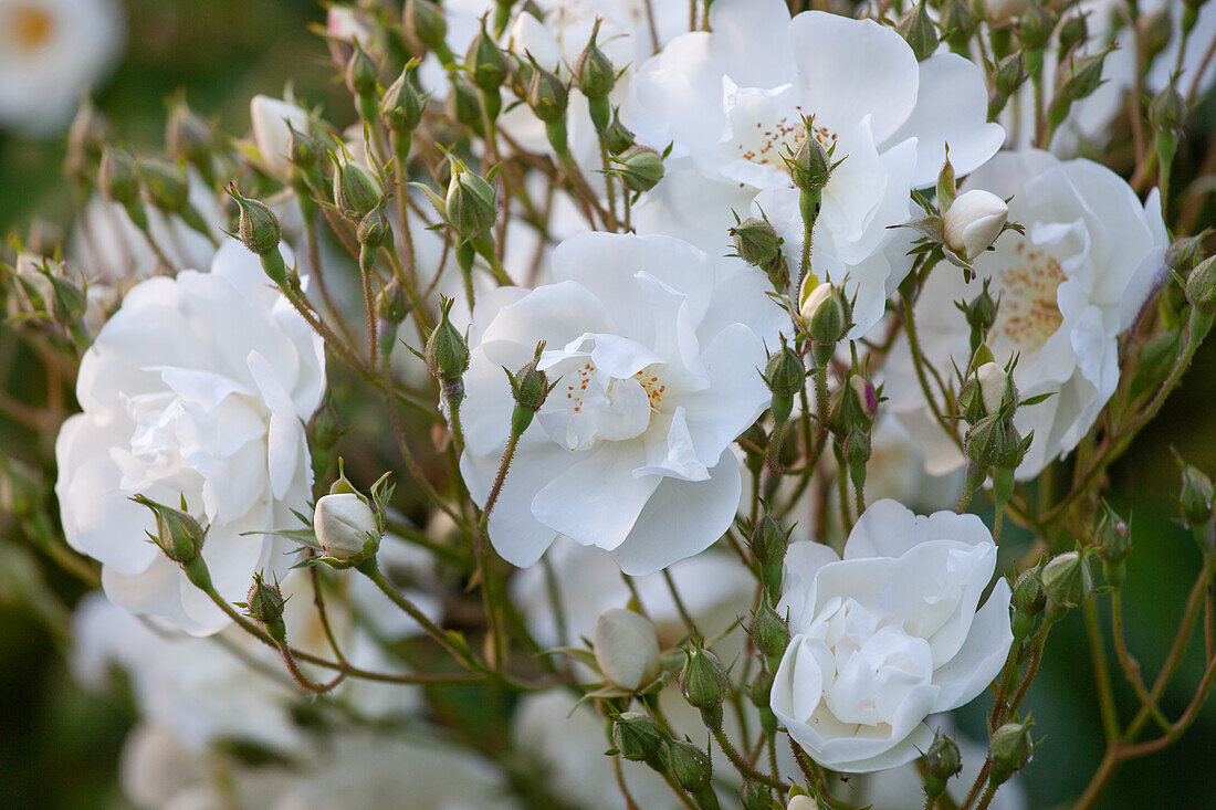 Rosa 'Bobby James'