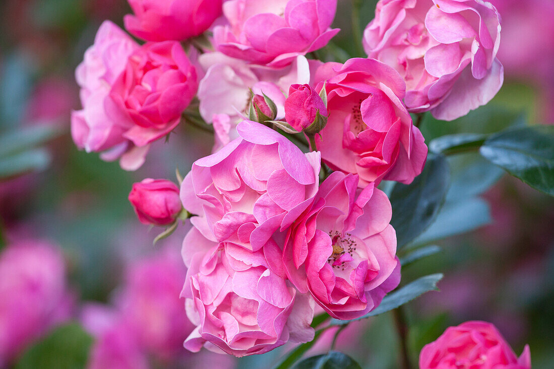 Rosa "Angela" Kordes, W. Söhne 1984