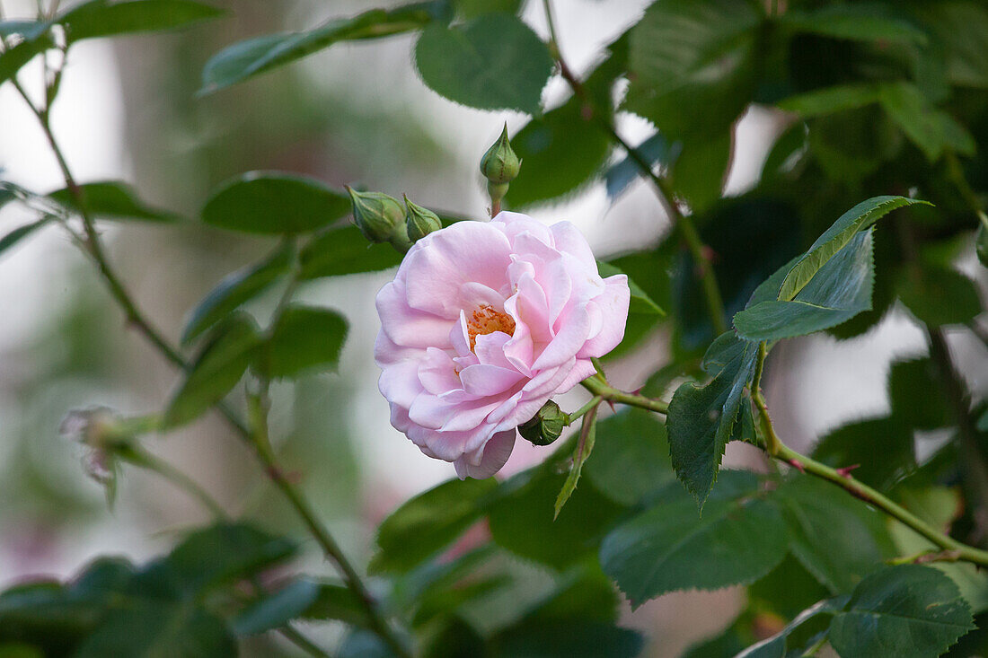 Rosa "Mrs F. F. Prentiss" Horvath 1925