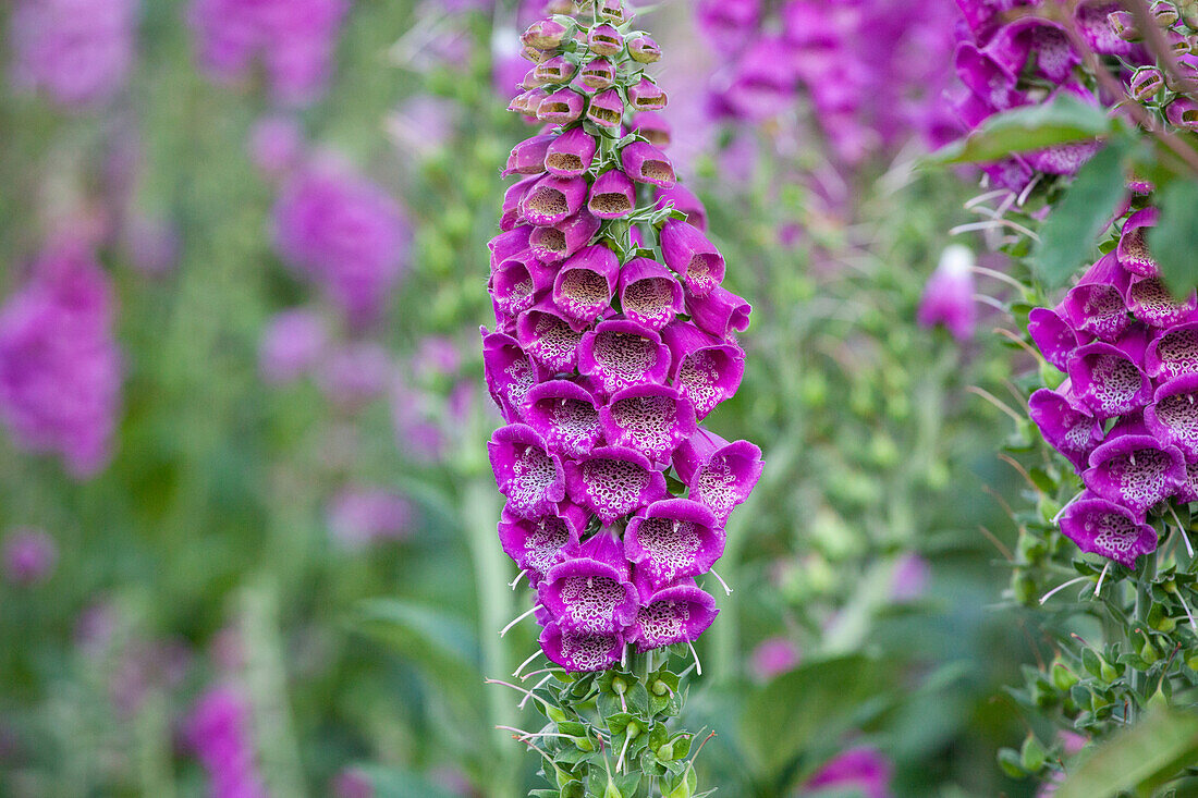 Digitalis purpurea