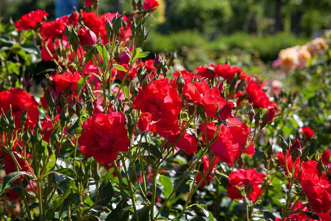 Shrub rose, red