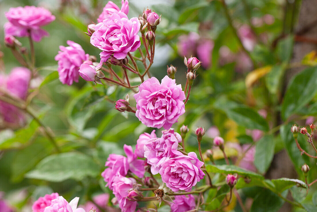 Rosa "Taunusblümchen" Weigand 1904