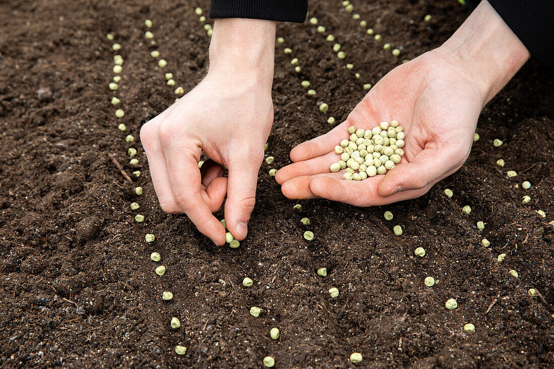 Sowing - Peas