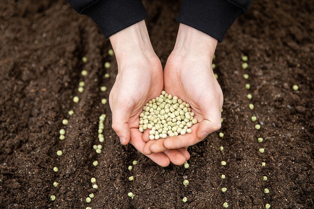 Sowing - Peas