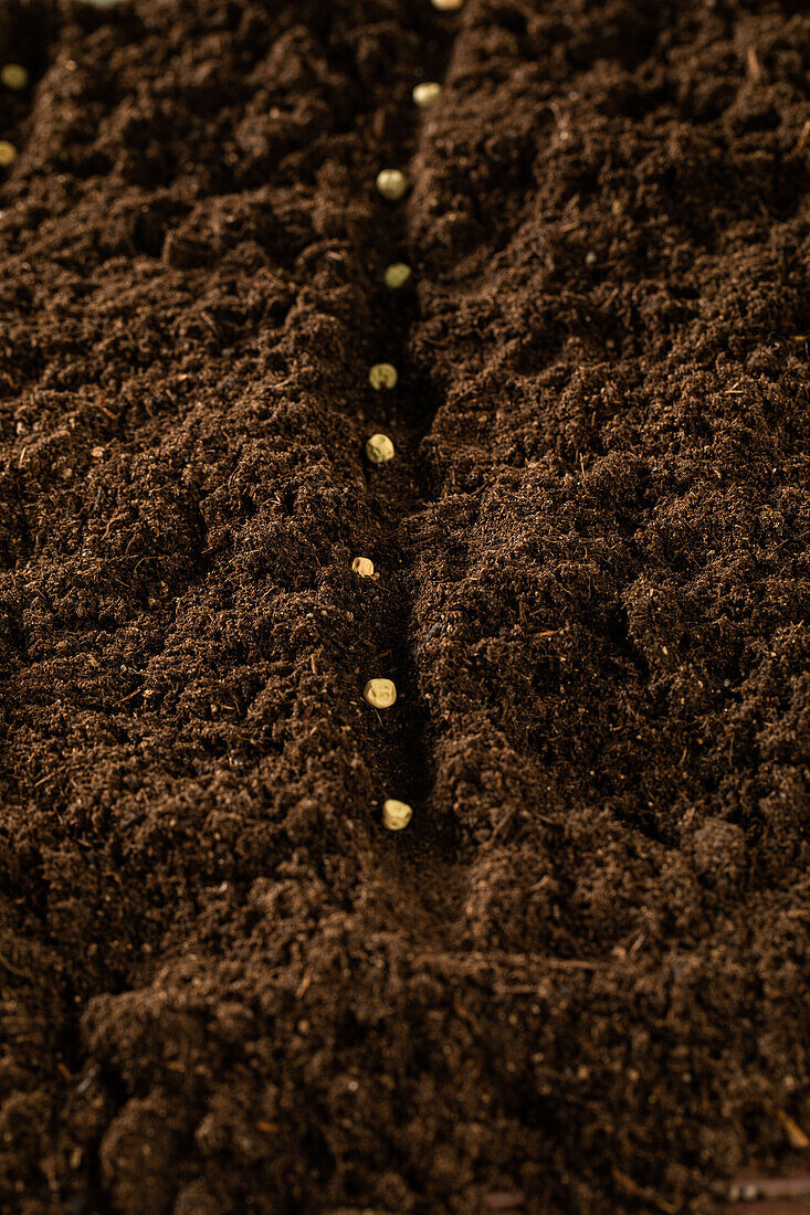 Sowing - Seeds in soil