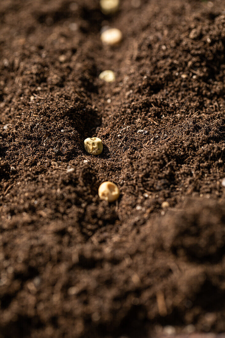 Aussaat - Samen in Erde