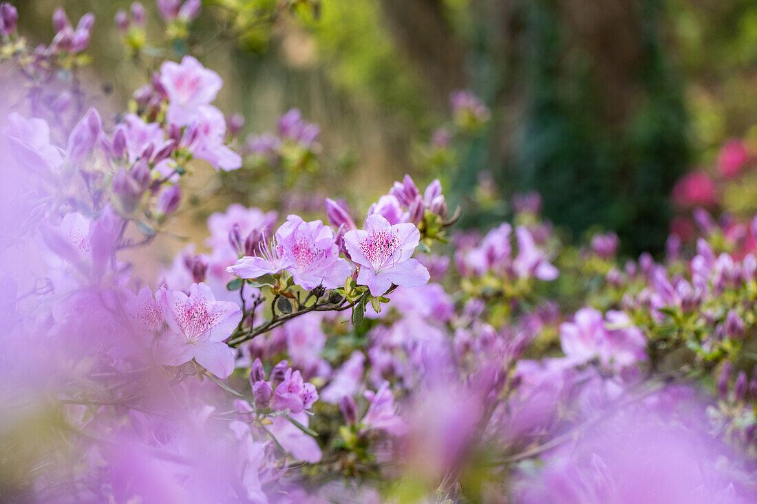 Rhododendron obtusum 'Ledikanense'