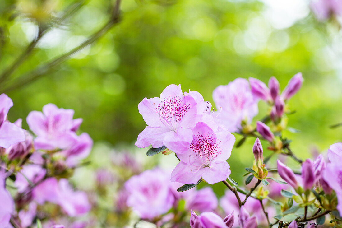 Rhododendron obtusum 'Ledikanense'