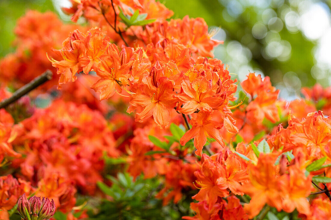 Rhododendron luteum 'Friedrich Wöhler'