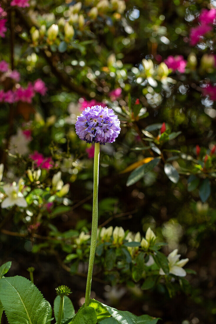 Primula denticulata, purple
