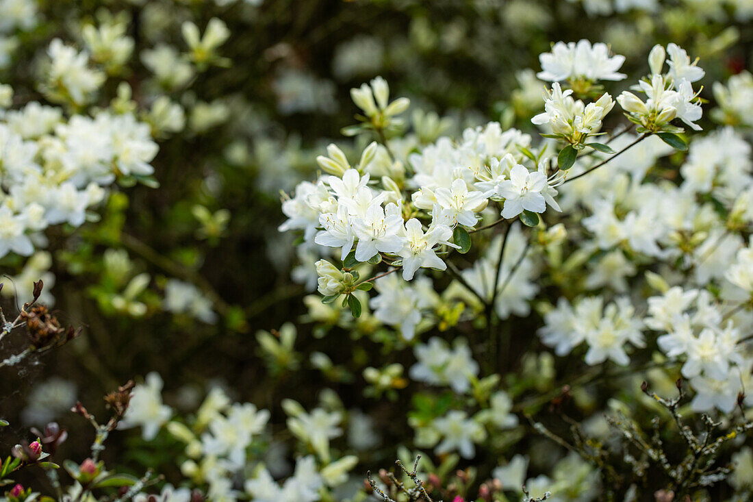 Rhododendron obtusum, white