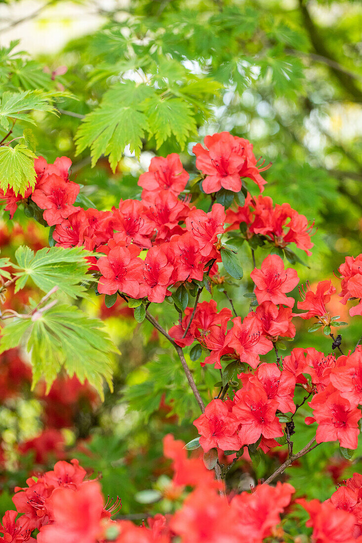 Rhododendron molle ssp. japonicum 'Nordlicht'