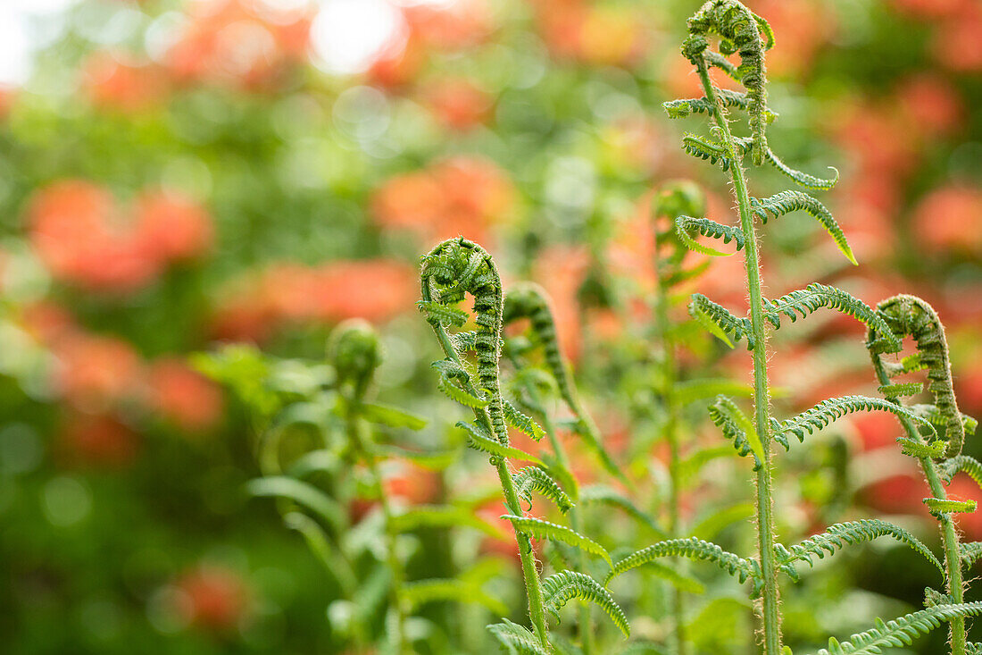 Dryopteris filix-mas