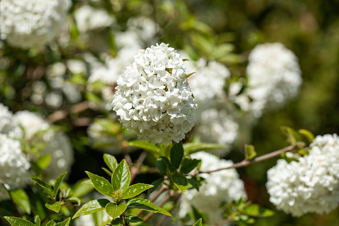 Viburnum 'Eskimo'